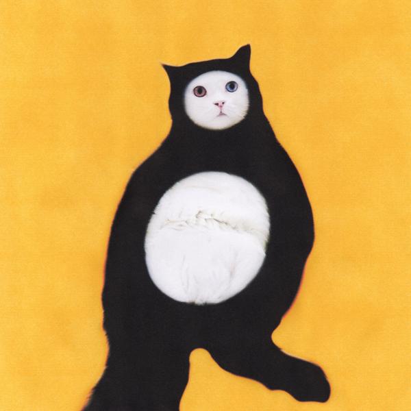 Обложка песни OQJAV - Толстый котик
