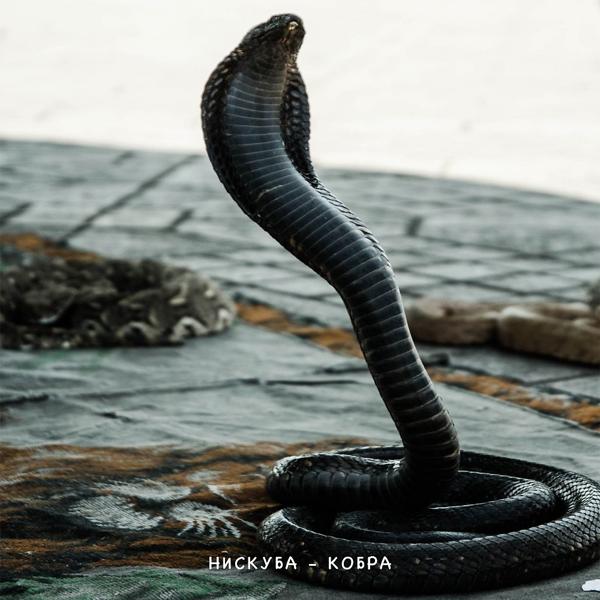 Обложка песни Нискуба - Кобра
