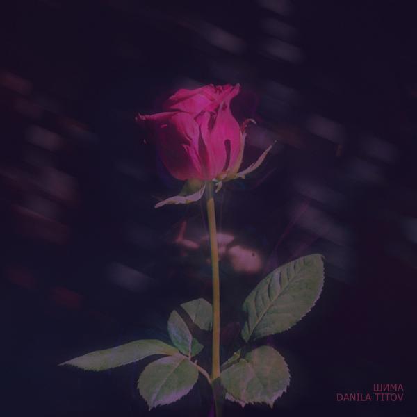 Обложка песни Шима, DANILA TITOV - Роза